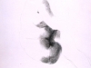 emilio-greco-nudo-accovacciato-china-su-carta-cm-70x50