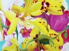 Orchidee, 2010, olio su tela cm 50x50